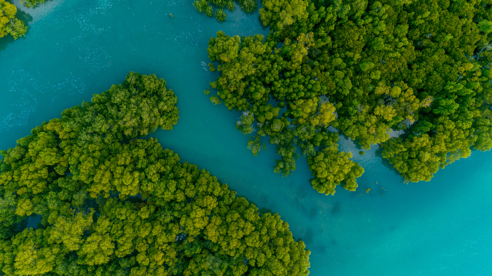 Aerial View of a Mangrove Swamp